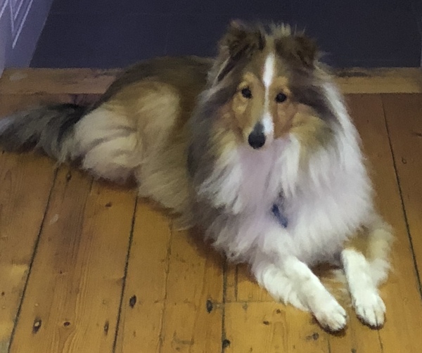 Who fancies sharing pics of their dogs?