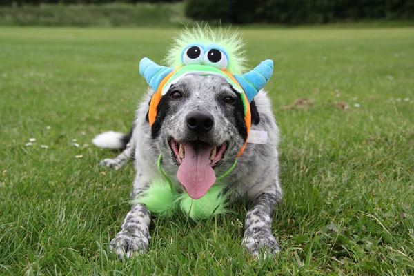 Who fancies sharing pics of their dogs?
