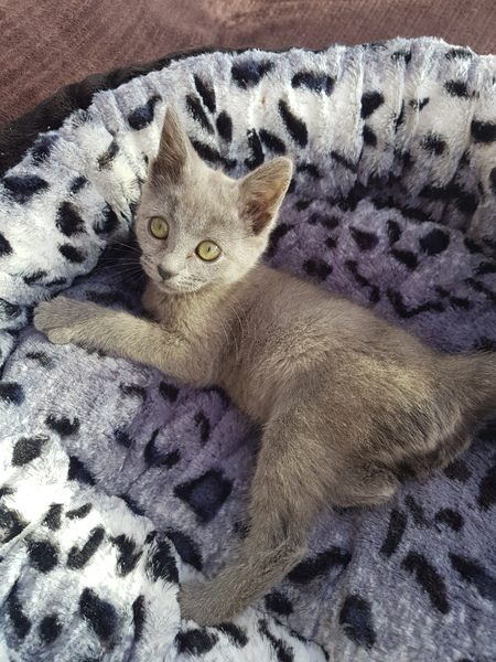 Is she a Russian Blue or have I been ripped off?