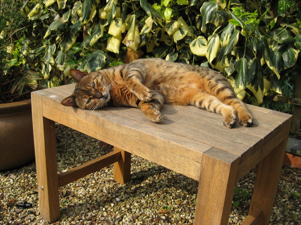 To ask you to talk to me about Bengal cats?