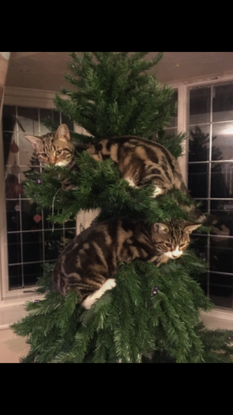 Cats and Christmas trees. Help!
