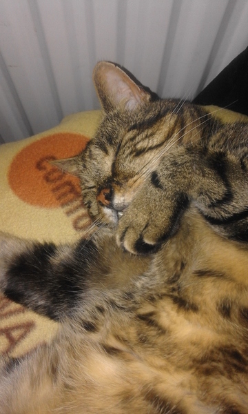 Is it possible to keep cat in at night when he's been allowed to roam free for 2 years?