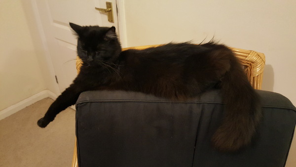 What's your DCat up to today? (Thread 7!)