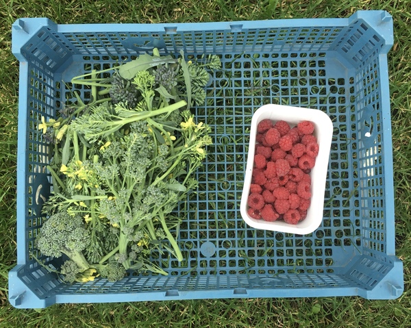 Allotment?Veg Patch Thread 13! Are we weathering the weather?