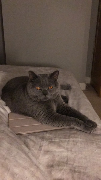 Grey cat appreciation thread.