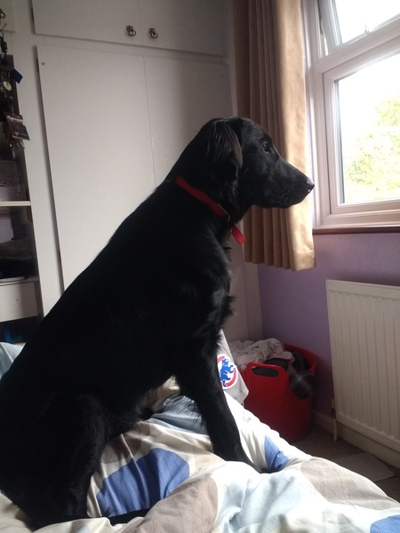 Adolescent Dog Survival thread anyone?