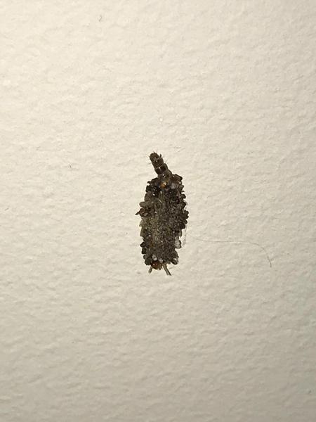 WTF IS THIS??