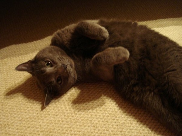 Is she a Russian Blue or have I been ripped off?
