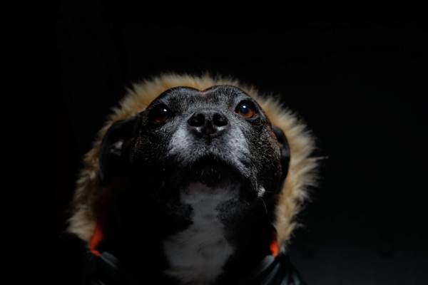 Talk to me about getting staffy cross rescue