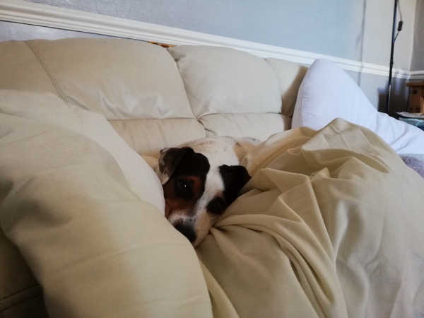 I (accidentally) punched my dog