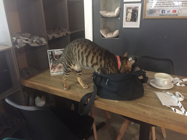 Westminstenders: Crisis. What Crisis