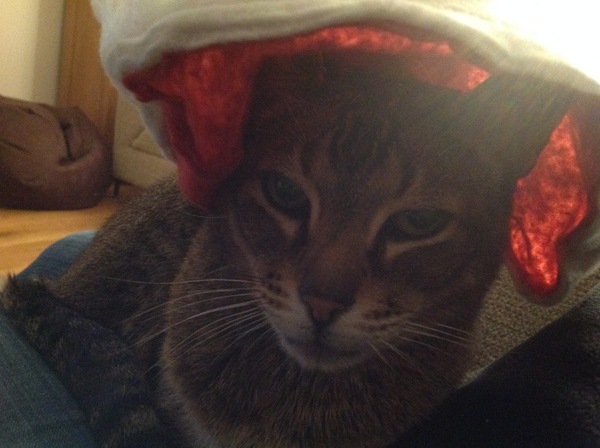 Anybody else living with an elderly adorable pita cat?