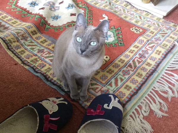 Is she a Russian Blue or have I been ripped off?