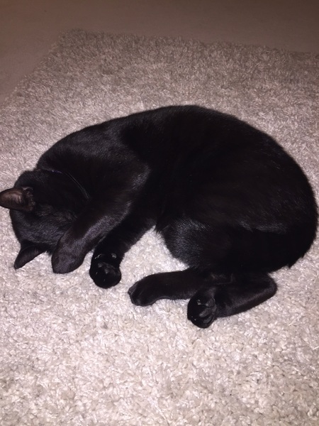 Show me your favourite pictures of your cats