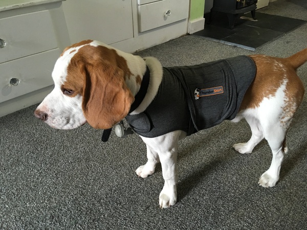 Adolescent Dog Survival thread anyone?