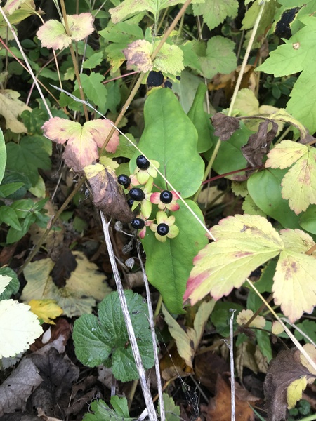 Is this nightshade?