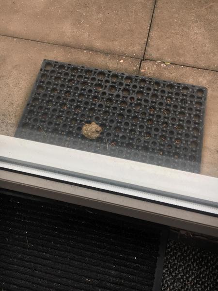 Terrorised by a local fouling animal