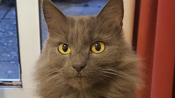 Grey cat appreciation thread.