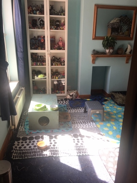 Anyone got experience of house bunnies