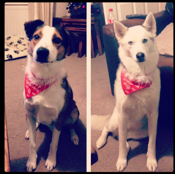 Who fancies sharing pics of their dogs?
