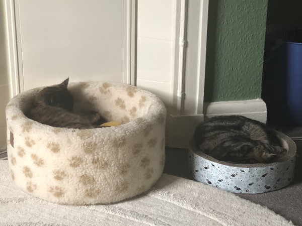 What's your DCat up to today? (Thread 7!)