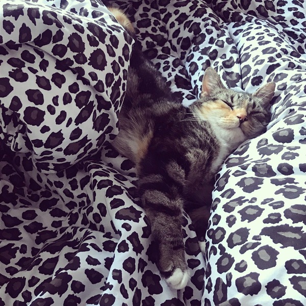Show me your favourite pictures of your cats
