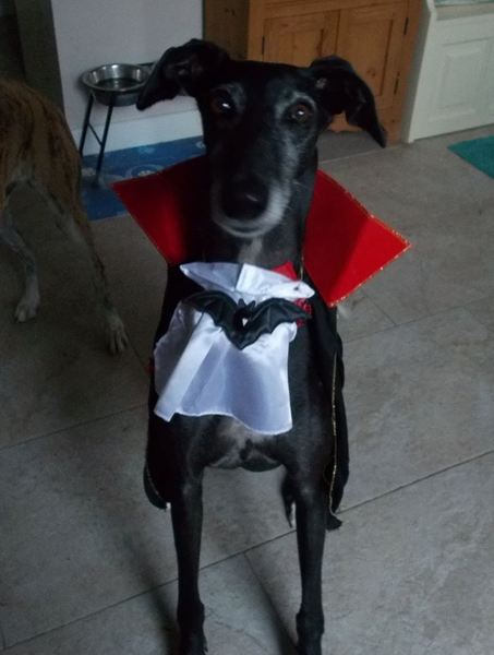 Are your pets employed?