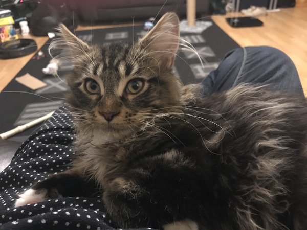 Maine Coon kitten