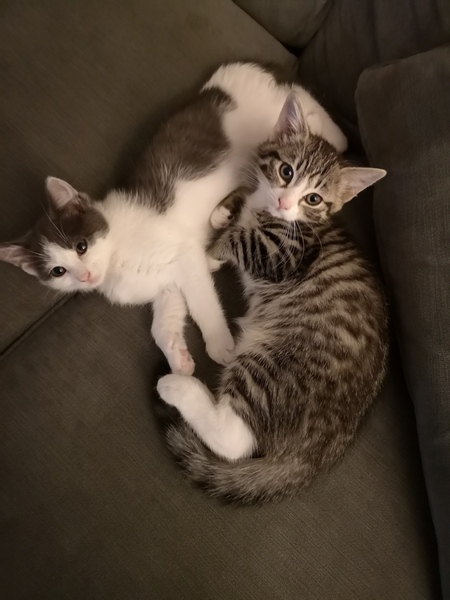 Advice for new kittens