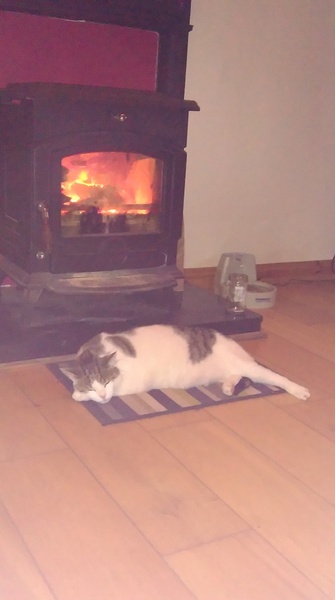 Cat, free to good (or bad) home.