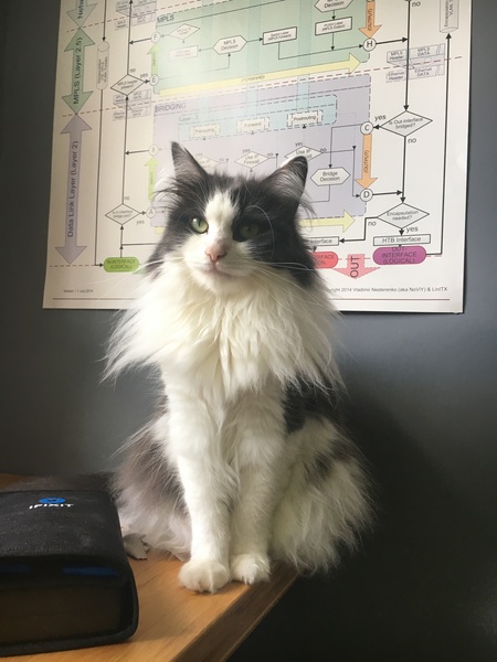 Show me your favourite pictures of your cats