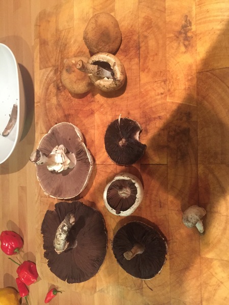 Are These Mushrooms Ok To Eat ?