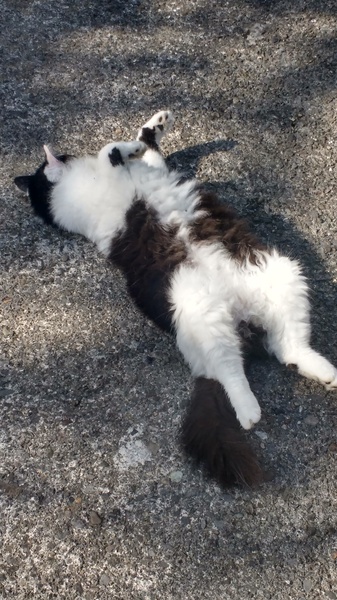 Look at this fine figure of a cat!