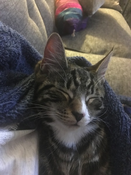 To show you my soft purring puss cat !