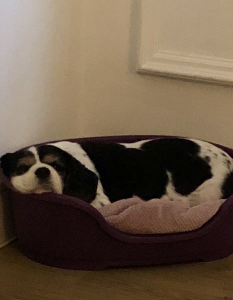 CANCER SUPPORT THREAD 65 - for anyone with cancer or waiting for cancer tests (pets welcome!)