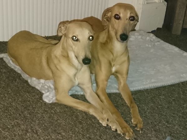 What breed?