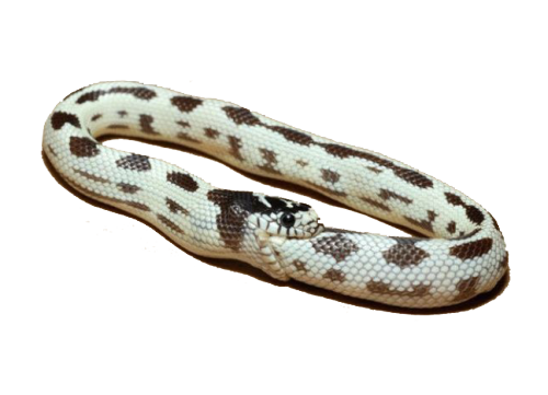 Oxford Student newspaper doxes Twitter account by possible criminal unauthorised use of a comptuer system