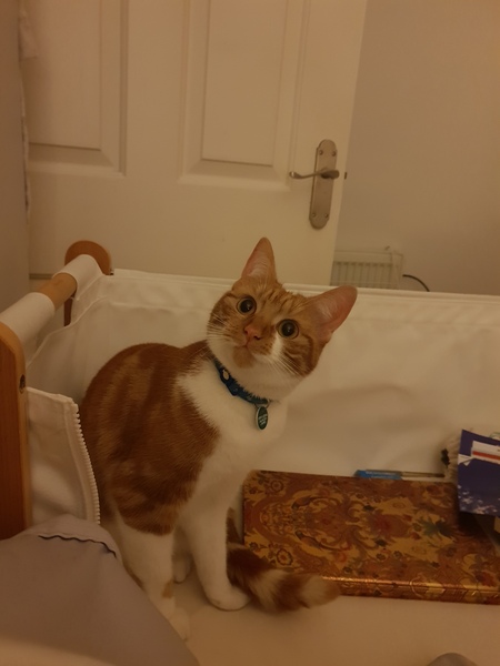What's your DCat up to today? (Thread 7!)