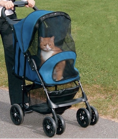 How to take kittens to the vet?