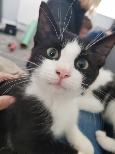Rspca home check. Nervously waiting!