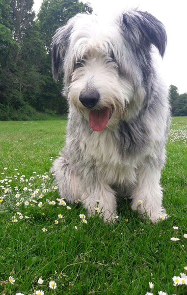 Who fancies sharing pics of their dogs?