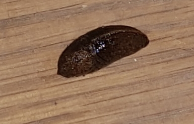 What the fuck is this in my house?