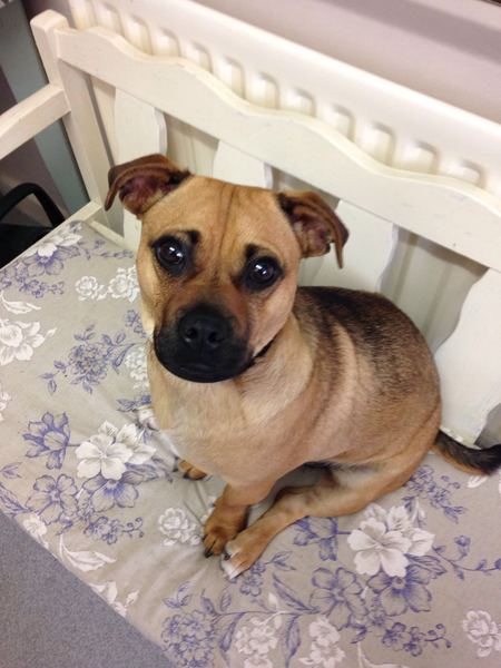 Who fancies sharing pics of their dogs?