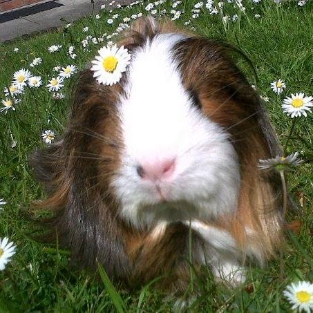 My pig, the supermodel