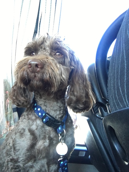 Who fancies sharing pics of their dogs?