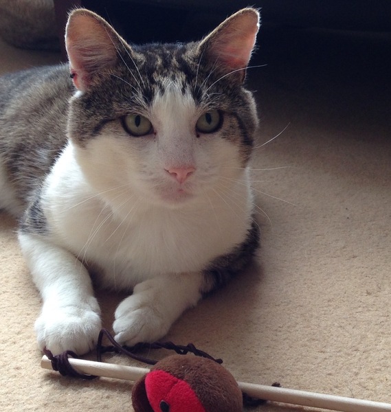 Heartbroken- goodbye our beautiful boy