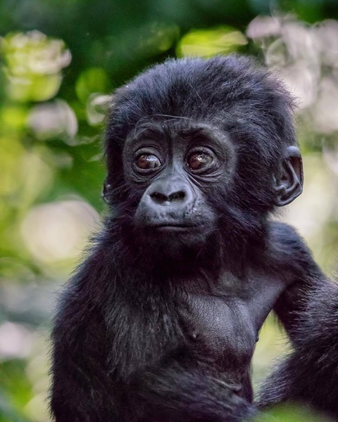 To ask what "emotional support animal" you would choose to bring on a plane (if allowed)