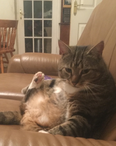 Look at this fine figure of a cat!