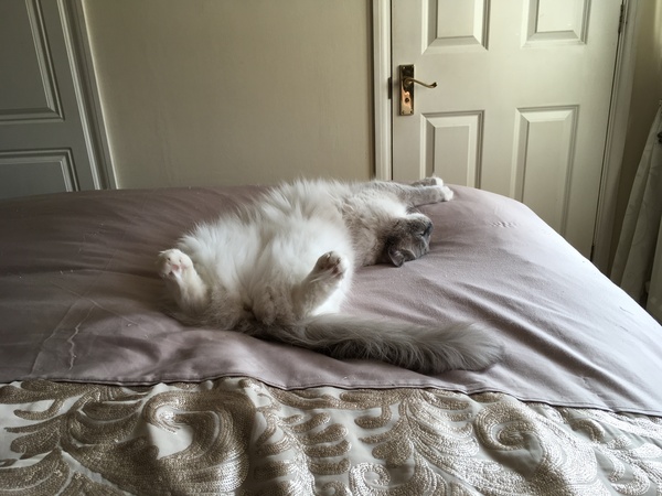 Look at this fine figure of a cat!