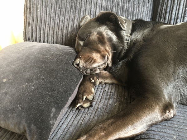 Who fancies sharing pics of their dogs?